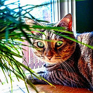 Belle joined the competition — help win amazing prizes! cat, tabby, plant, window, sunlight, leaf, green, fur, whiskers, eyes, indoor, pet, relaxed, wood, nature, closeup, animal, domestic, cozy, curious