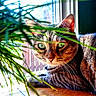 cat, tabby, plant, window, sunlight, leaf, green, fur, whiskers, eyes, indoor, pet, relaxed, wood, nature, closeup, animal, domestic, cozy, curious