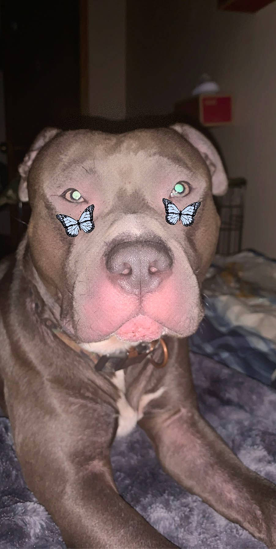 Apollo is registered to the contest to win money with this photo: american_pit_bull_terrier, american_staffordshire_terrier, bandog, canidae, carnivore, dog, dog_breed, ear, fawn, jaw, mammal, mouth, non_sporting_group, nose, pit_bull, snout, sporting_group, weimaraner, whiskers