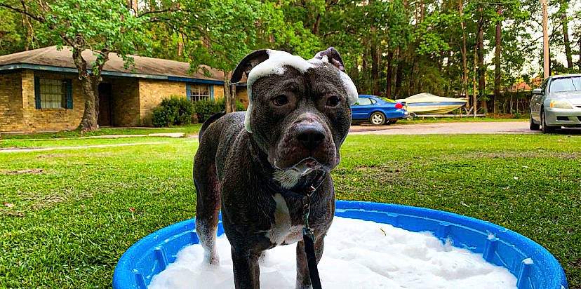 Apollo joined the competition — help win amazing prizes! american_bulldog, american_pit_bull_terrier, american_staffordshire_terrier, bandog, canidae, carnivore, companion_dog, dog, dog_breed, mammal, molosser, non_sporting_group, olde_english_bulldogge, perro_de_presa_canario, pit_bull, rare_breed_dog, snout, sporting_group, staffordshire_bull_terrier, vertebrate