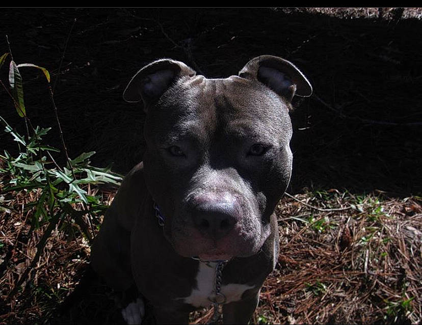 Apollo is registered to the contest to win money with this photo: alaunt, american_pit_bull_terrier, american_staffordshire_terrier, canidae, carnivore, cordoba_fighting_dog, dog, dog_breed, fawn, grass, mammal, non_sporting_group, nose, pit_bull, rare_breed_dog, snout, staffordshire_bull_terrier, terrier, vertebrate, whiskers