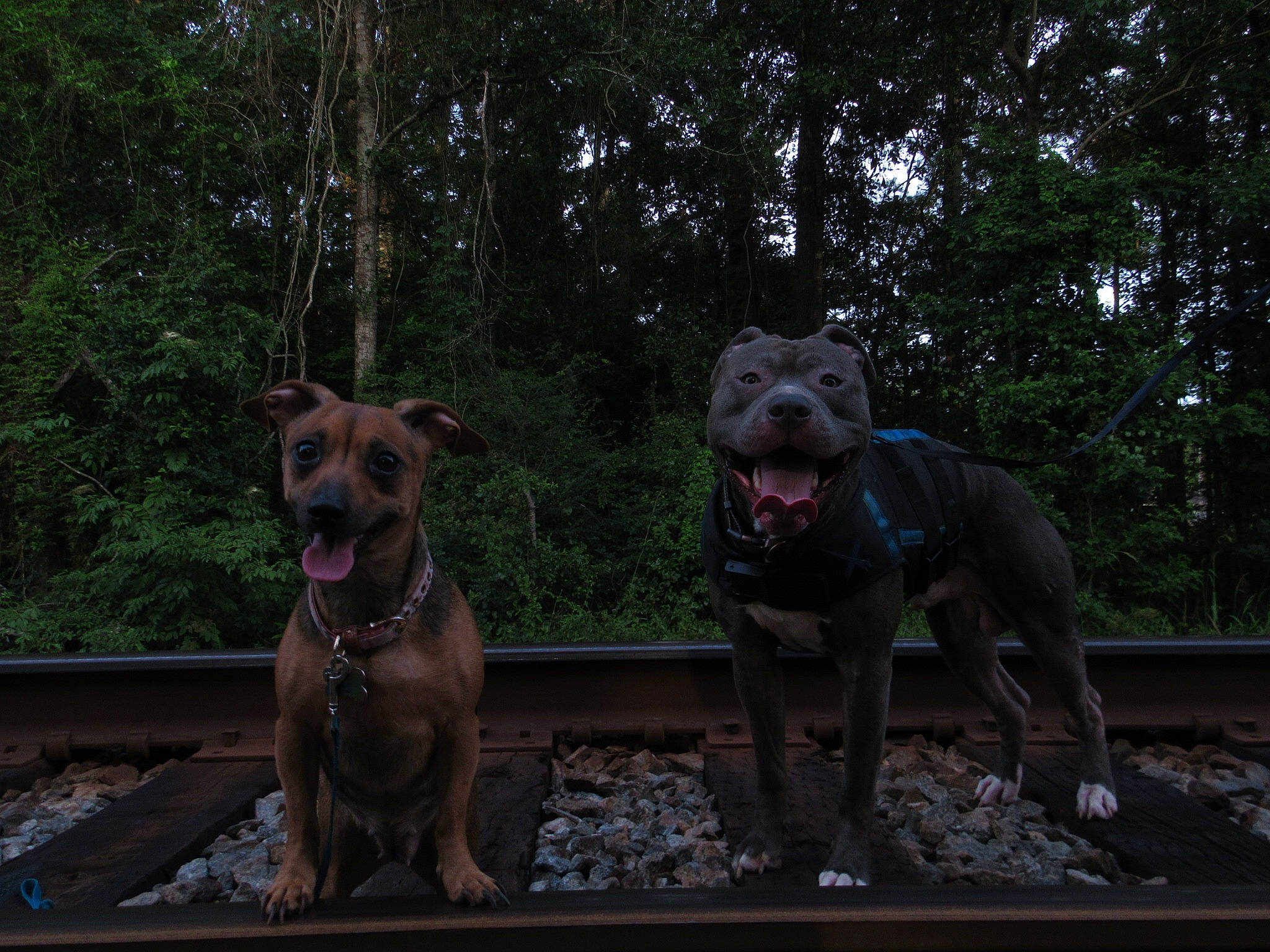 Apollo is registered to the contest to win money with this photo: american_pit_bull_terrier, canidae, carnivore, dog, dog_breed, fawn, guard_dog, mammal, non_sporting_group, snout, sporting_group, vertebrate