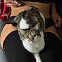 cat, tabby_cat, person, lap, black_thigh_high_socks, lace_underwear, hand, phone, indoor, feline, pet, relaxing, curious, fur, green_eyes, cozy, casual, comfort, resting, closeup