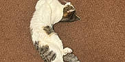 Kiwi joined the competition — help win amazing prizes! cat, lying, carpet, brown, relaxed, pet, animal, fur, whiskers, tail, indoor, cozy, paws, tabby, sleeping, resting, cute, feline, domestic, soft