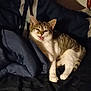 cat, tabby, pet, animal, feline, indoor, blanket, dark, fur, whiskers, ears, tongue, resting, cute, mischievous, cozy, bedroom, comfort, sleepy, domestic