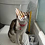 cat, tabby, pink_collar, bell, toilet, bathroom, sunlight, sitting, closed_lid, trash_can, window, tile_wall, white, gray, pet, domestic_animal, feline, whiskers, floor, indoor