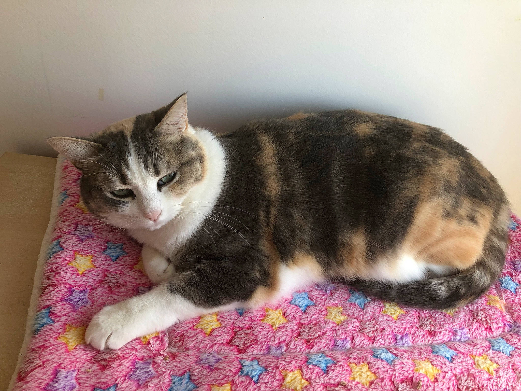 Prunille a rejoint le concours — aidez-le/la à gagner de superbes lots ! carnivore, carpet, cat, comfort, domestic_short_haired_cat, felidae, flooring, fur, nap, paw, small_to_medium_sized_cats, snout, tail, tree, whiskers, wood