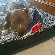 Arkane a rejoint le concours — aidez-le/la à gagner de superbes lots ! dog, bed, plush_toy, indoor, floor, tile, pattern, brown_dog, pet, animal, cute, lying_down, looking_up, toy, soft, resting, ears, paws, snout, home
