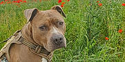Arkane participe au concours pour gagner de l'argent avec cette photo : dog, field, grass, flowers, poppies, harness, outdoor, nature, cloudy_sky, greenery, pet, canine, animal, summer, flora, sitting, leash, portrait, serene, closeup