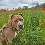 dog, field, grass, flowers, poppies, harness, outdoor, nature, cloudy_sky, greenery, pet, canine, animal, summer, flora, sitting, leash, portrait, serene, closeup