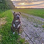 dog, canine, pet, outdoor, sunset, grass, path, harness, nature, sky, clouds, field, animal, leash, greenery, rural, quiet, peaceful, portrait, evening