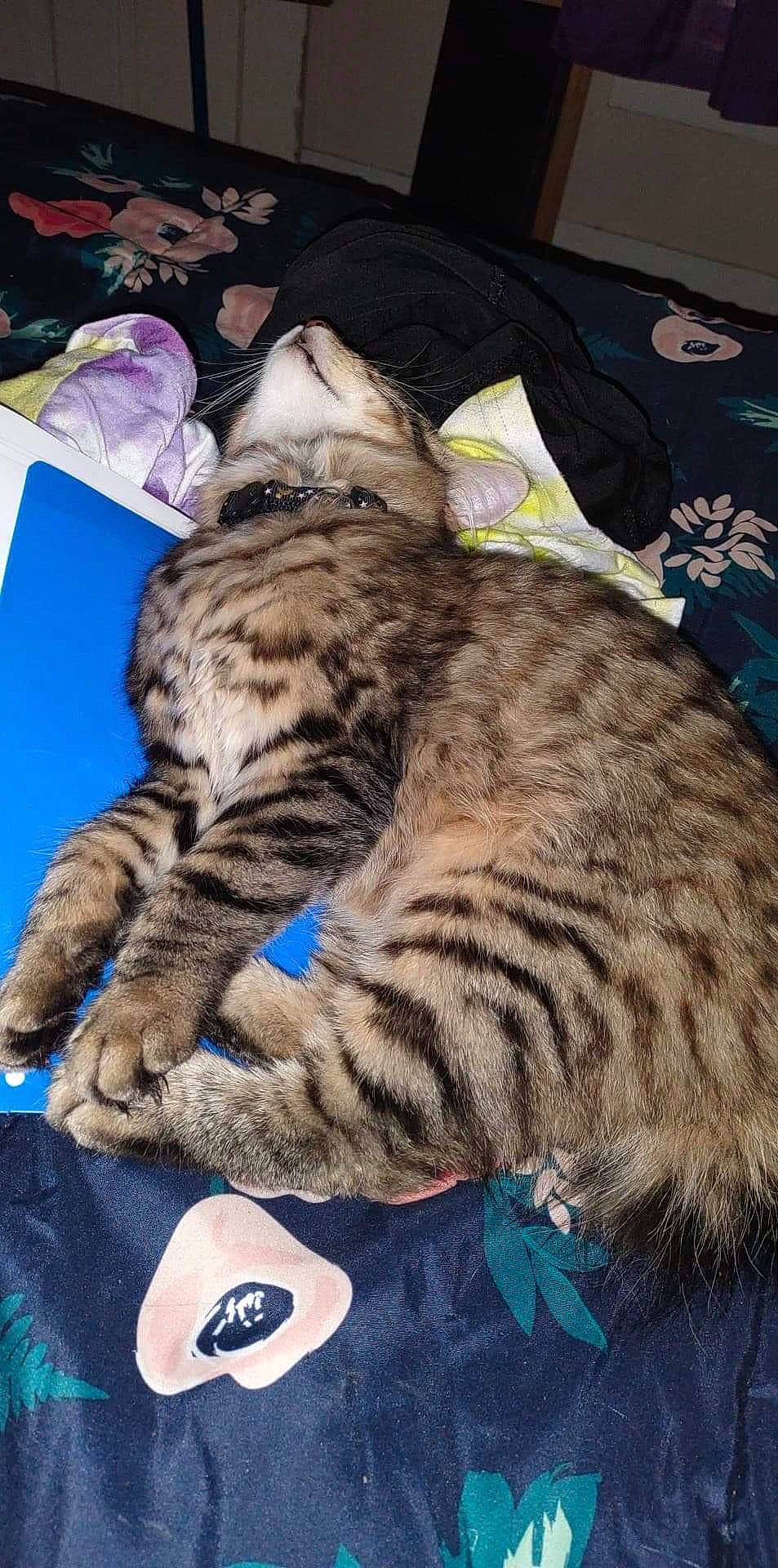 Bobbi is registered to the contest to win money with this photo: big_cats, carnivore, cat, claw, comfort, domestic_short_haired_cat, felidae, fur, linens, nap, pattern, paw, sleep, small_to_medium_sized_cats, snout, tail, terrestrial_animal, textile, whiskers, wildlife