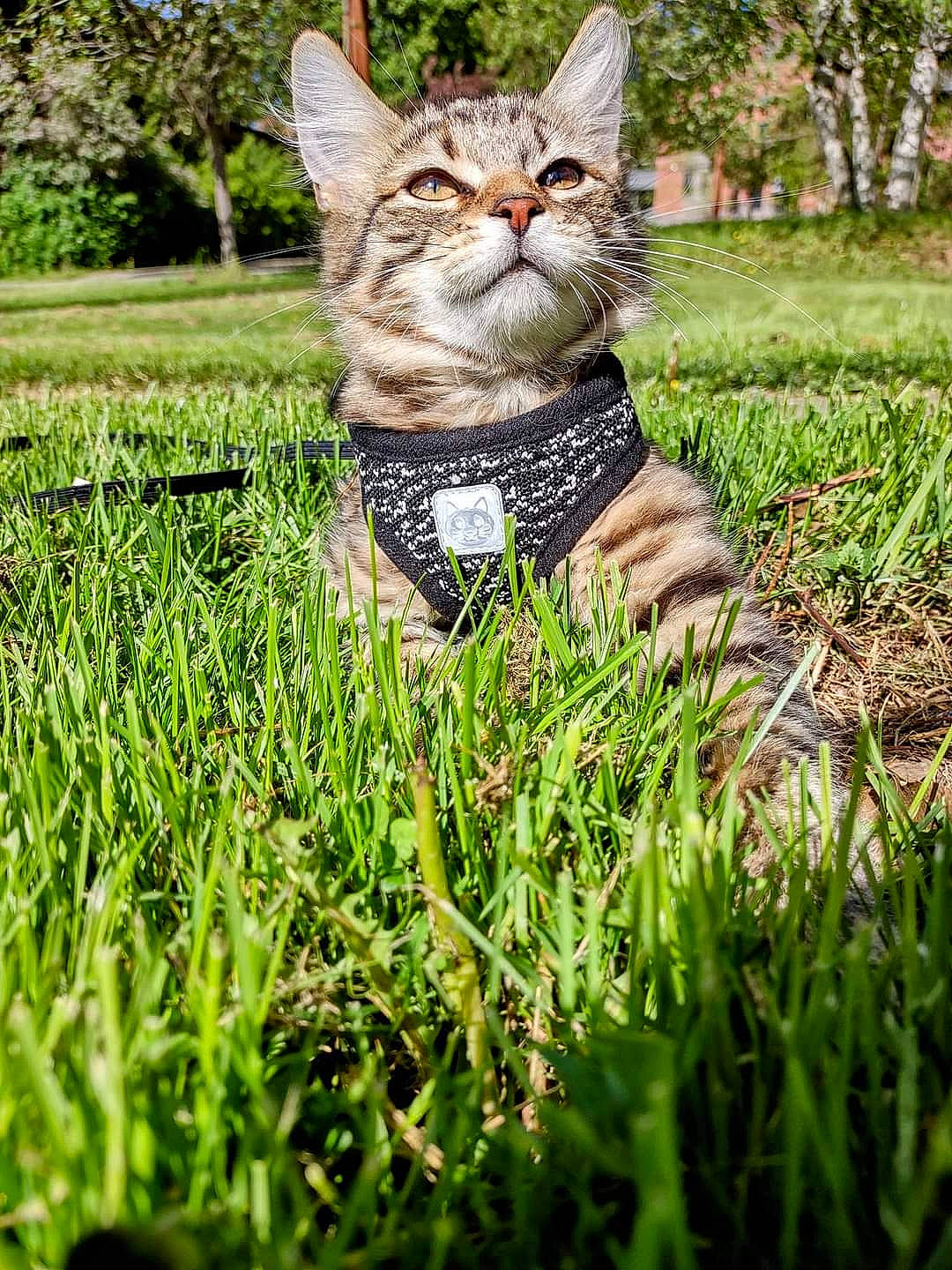 Bobbi is registered to the contest to win money with this photo: carnivore, cat, domestic_short_haired_cat, fawn, felidae, glasses, grass, grass_family, grassland, groundcover, lawn, people_in_nature, plant, small_to_medium_sized_cats, snout, sunglasses, tail, terrestrial_animal, tree, whiskers