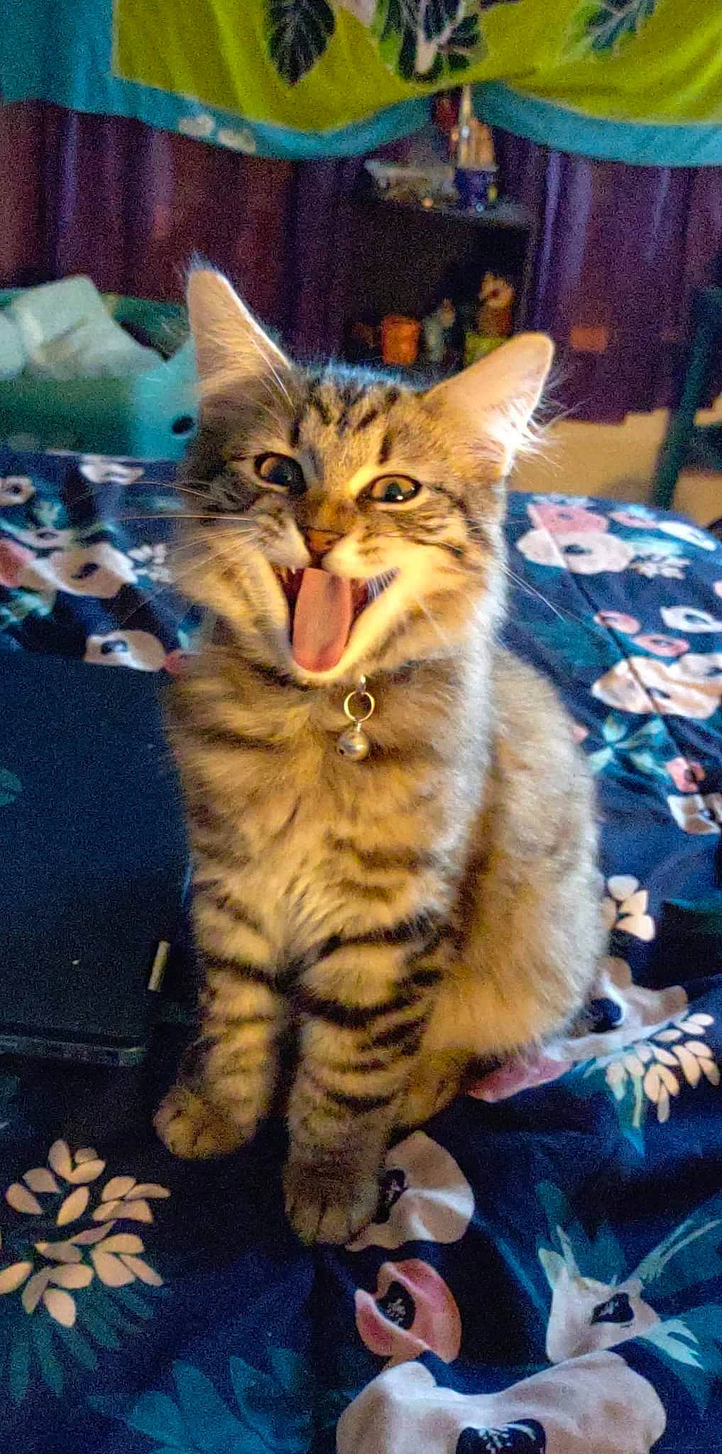 Bobbi joined the competition — help win amazing prizes! carnivore, cat, claw, domestic_short_haired_cat, electric_blue, event, fawn, felidae, foot, fur, holiday, paw, sitting, small_to_medium_sized_cats, snout, tail, terrestrial_animal, tree, whiskers, wildlife