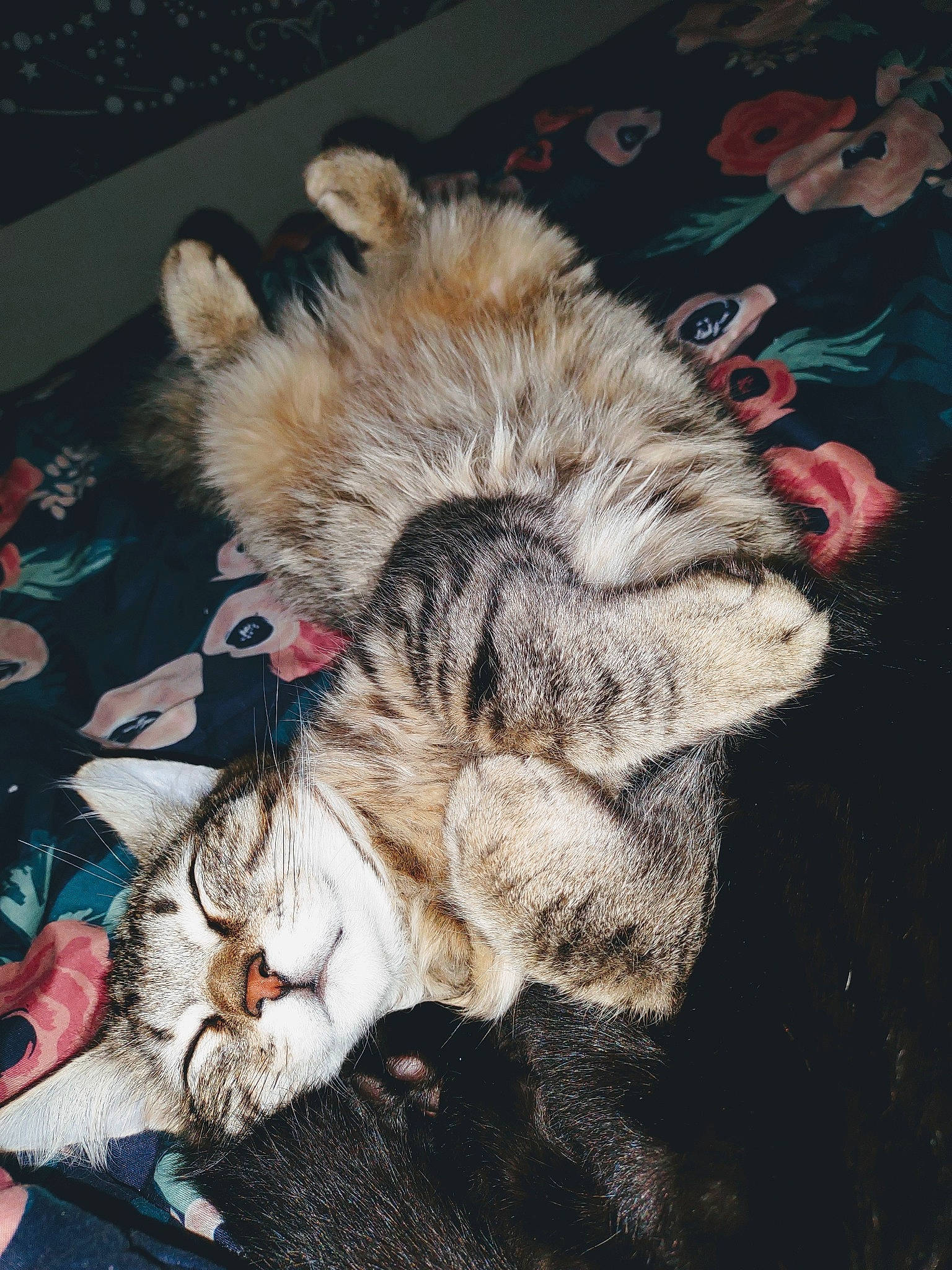 Bobbi joined the competition — help win amazing prizes! carnivore, cat, claw, comfort, domestic_short_haired_cat, fawn, felidae, foot, fur, mammal, nap, paw, sleep, small_to_medium_sized_cats, snout, tail, whiskers