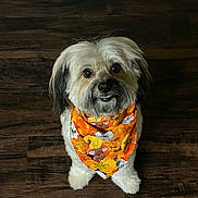Brody is registered to the contest to win money with this photo: adorable, animal, bandana, brown, companion, cute, dog, domestic, expression, floor, fluffy, friendly, fur, indoor, looking_up, orange, pet, portrait, sitting, small_dog