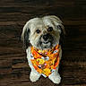adorable, animal, bandana, brown, companion, cute, dog, domestic, expression, floor, fluffy, friendly, fur, indoor, looking_up, orange, pet, portrait, sitting, small_dog