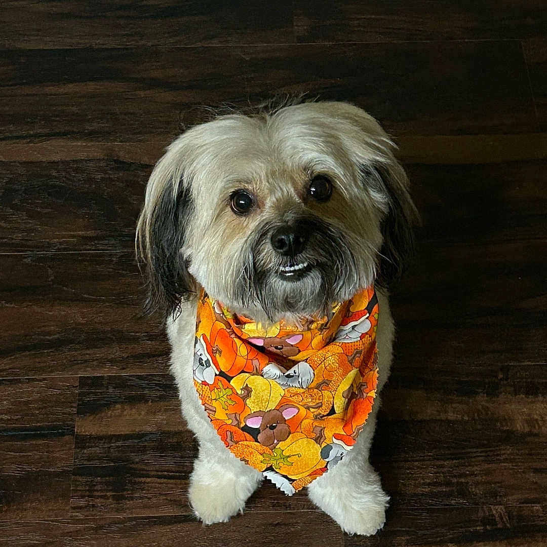 Brody