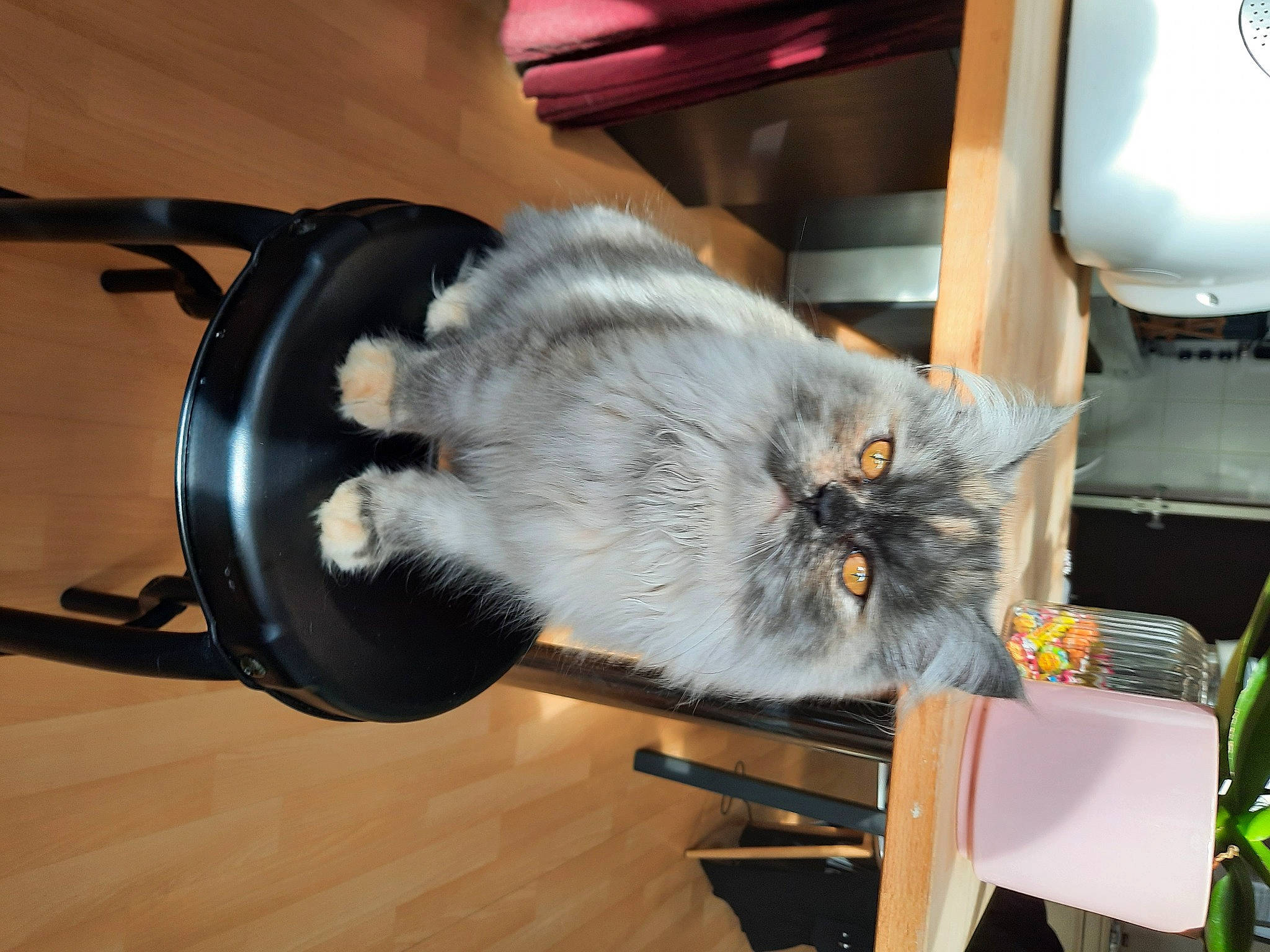 Chipie a rejoint le concours — aidez-le/la à gagner de superbes lots ! box, british_longhair, carnivore, cat, chair, comfort, domestic_short_haired_cat, felidae, flooring, fur, hardwood, laminate_flooring, paw, small_to_medium_sized_cats, table, tail, whiskers, wood, wood_flooring