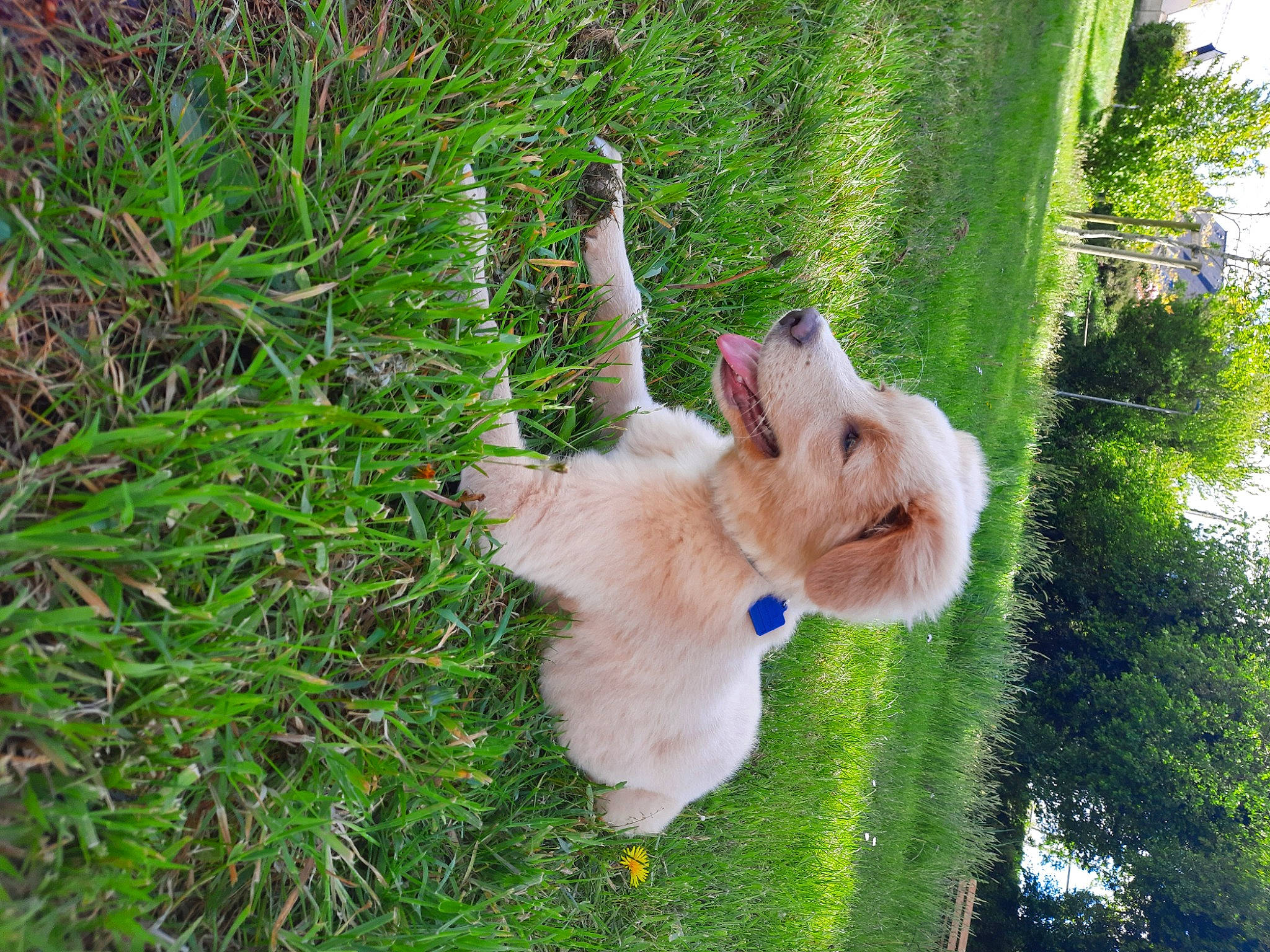 Laiko participe au concours pour gagner de l'argent avec cette photo : botany, carnivore, companion_dog, dog, dog_breed, fawn, felidae, grass, groundcover, lawn, plant, rabbits_and_hares, snout, squirrel, tail, toy, toy_dog, tree, whiskers, wood