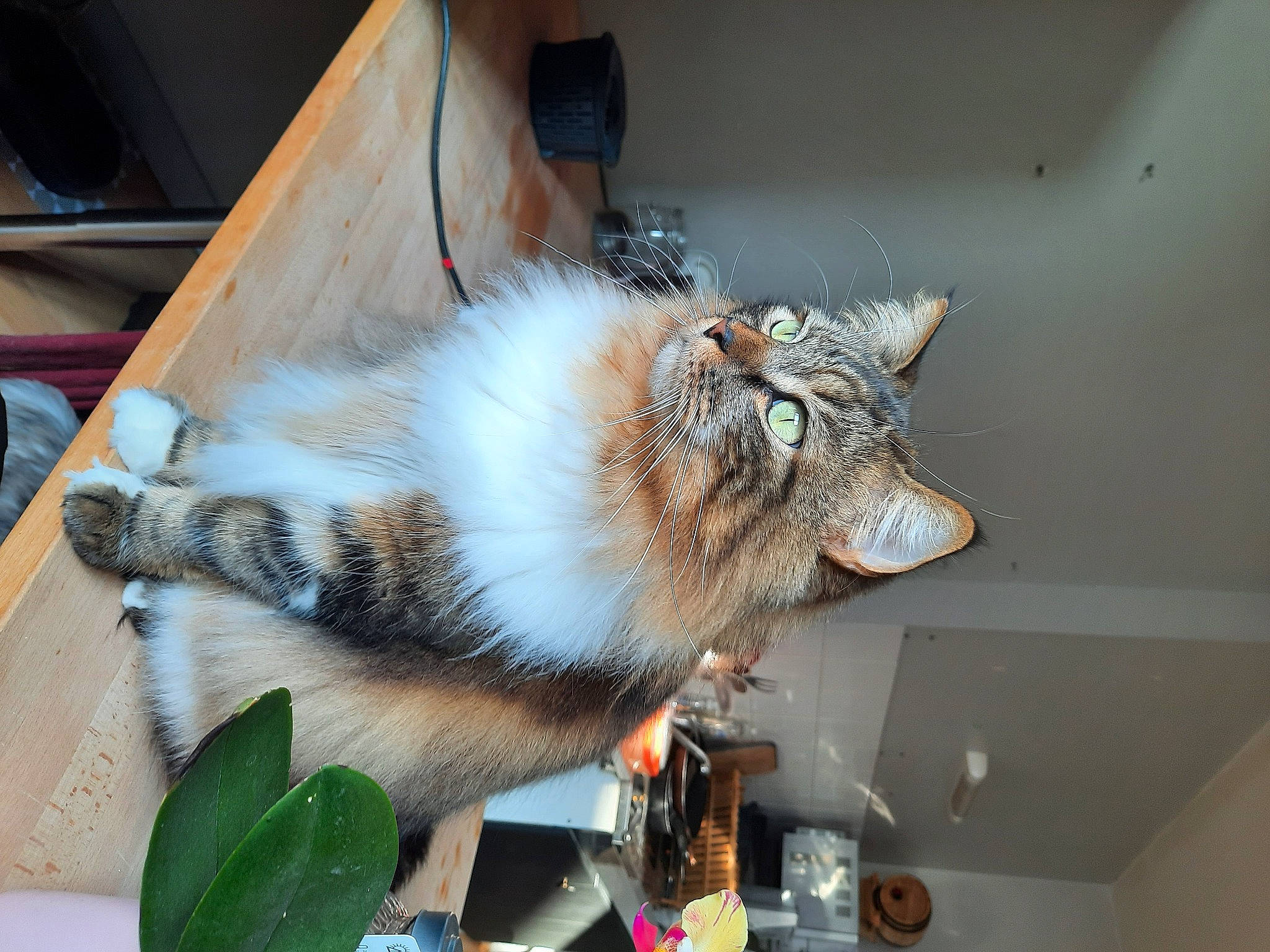 Ponpon a rejoint le concours — aidez-le/la à gagner de superbes lots ! canidae, carnivore, claw, companion_dog, dog_breed, domestic_short_haired_cat, fang, fawn, feather, felidae, fur, houseplant, plant, small_to_medium_sized_cats, snout, tail, whiskers, window, wing