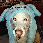 Luke joined the competition — help win amazing prizes! dog, pet, animal, costume, blue_hat, plush, close_up, portrait, indoor, fur, nose, eyes, red_eye, muzzle, collar, cute, sitting, bed, wallpaper, flash