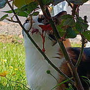 Vaïana a rejoint le concours — aidez-le/la à gagner de superbes lots ! cat, plant, leaves, grass, flower, outdoor, nature, thorny_branches, calico_cat, greenery, closeup, sunlight, garden, curious, animal, pet, feline, sniffing, daylight, ground