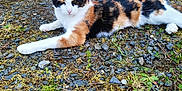 Vaïana a rejoint le concours — aidez-le/la à gagner de superbes lots ! animal, calico, cat, closeup, daylight, domestic, door, fur, gravel, ground, moss, nature, outdoor, pet, relaxed, resting, sleeping, stone, whiskers, wildlife