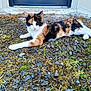 cat, calico, outdoor, gravel, door, animal, pet, relaxed, nature, fur, whiskers, sleeping, ground, moss, stone, wildlife, daylight, resting, closeup, domestic