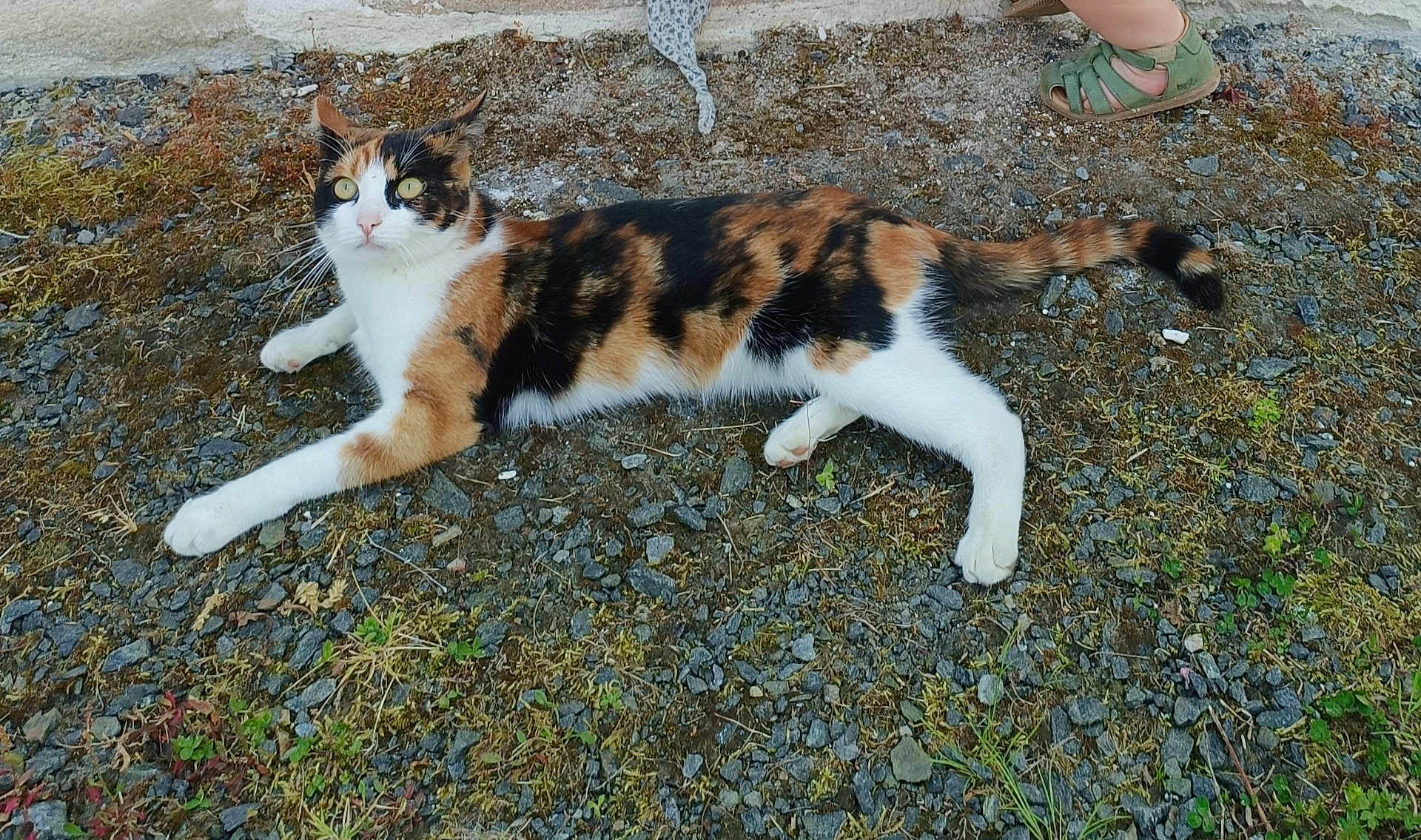 Vaïana a rejoint le concours — aidez-le/la à gagner de superbes lots ! calico_cat, cat, animal, outdoor, gravel, moss, ground, plant, foot, child, sandal, green_sandal, pet, feline, relaxing, alert, curious, nature, daylight, wildlife