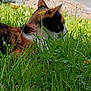 Vaïana a rejoint le concours — aidez-le/la à gagner de superbes lots ! cat, calico, grass, flower, yellow_flower, outdoor, nature, animal, pet, mammal, greenery, meadow, relaxing, side_view, fur, whiskers, ear, sunlight, peaceful, summer