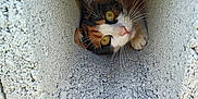 Vaïana a rejoint le concours — aidez-le/la à gagner de superbes lots ! cat, calico, concrete, block, peeking, curious, animal, whiskers, outdoor, texture, narrow, gray, snug, playful, feline, closeup, portrait, eyes, resting, hidden
