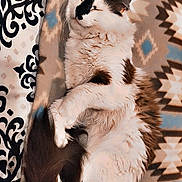 Simon joined the competition — help win amazing prizes! cat, sleeping, fluffy, blanket, patterned_blanket, cozy, indoor, pet, fur, relaxed, cute, resting, animal, whiskers, tail, paw, calm, soft, domestic_cat, cute_pet