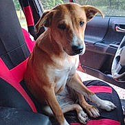 Daisy Duke is registered to the contest to win money with this photo: dog, car, car_interior, seat, window, animal, pet, brown_dog, black_and_red_seat, parked_car, nature_background, paw, canine, vehicle, inside, side_window, door_panel, sitting, looking_away, domestic_animal