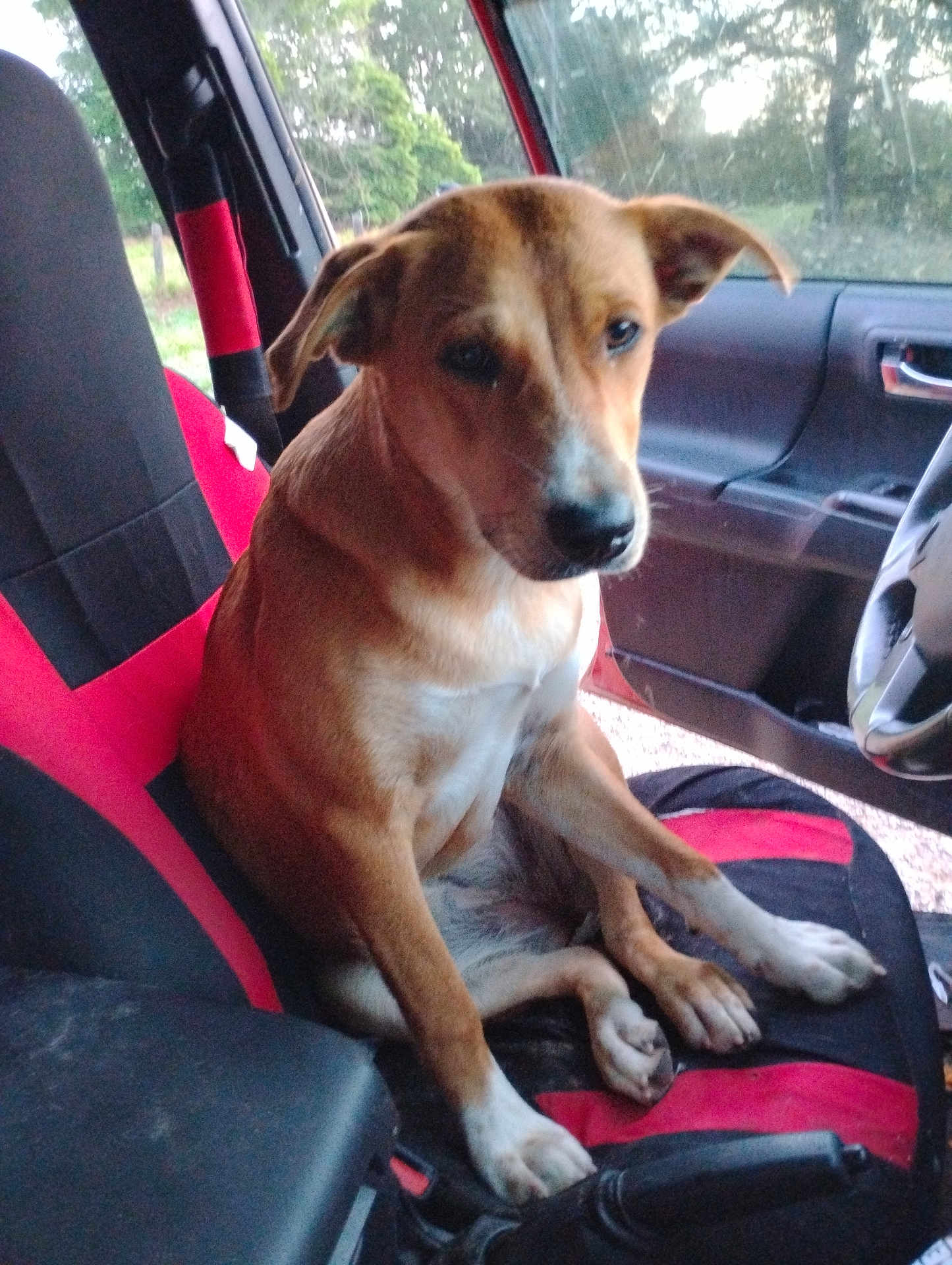 Daisy Duke is registered to the contest to win money with this photo: dog, car, car_interior, seat, window, animal, pet, brown_dog, black_and_red_seat, parked_car, nature_background, paw, canine, vehicle, inside, side_window, door_panel, sitting, looking_away, domestic_animal