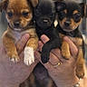 puppy, dog, three_puppies, brown_puppy, black_puppy, tan_puppy, cute, pet, animal, small_dog, hands_holding, portrait, close_up, indoor, young_dog, adorable, furry, mammal, companion, domestic_animal