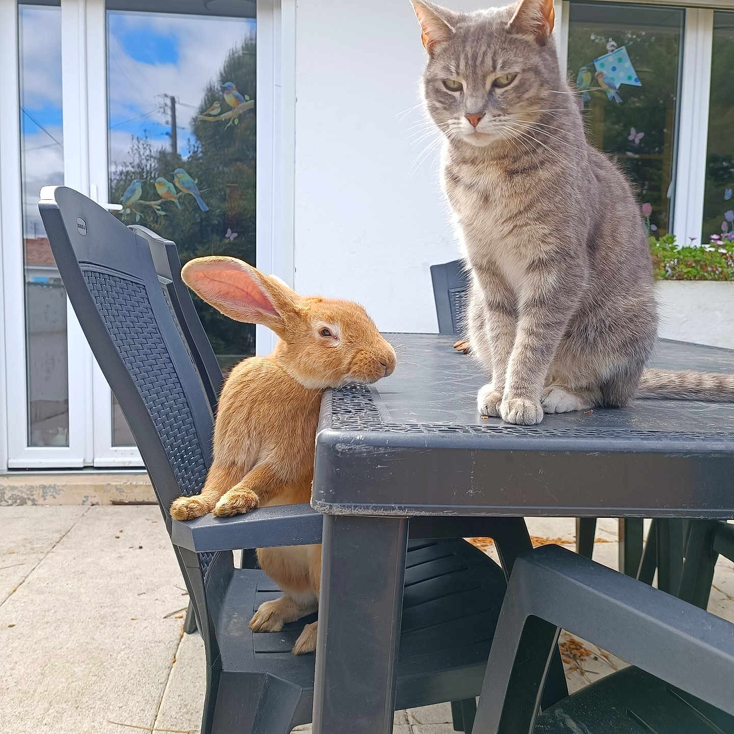 Ruby a rejoint le concours — aidez-le/la à gagner de superbes lots ! animal, animal_companions, backyard, brown_rabbit, cat, chair, cute, daylight, friendship, gray_cat, nature, outdoor, pet, plastic_furniture, rabbit, reflection, relaxed, serious, table, window