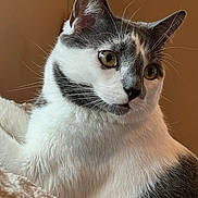 Finn is registered to the contest to win money with this photo: cat, close_up, portrait, yellow_eyes, gray_and_white_fur, whiskers, pet, animal, feline, indoor, soft_texture, blanket, curious, relaxed, fur, ears, nose, face, domestic_cat, mammal