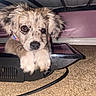 puppy, dog, paw, carpet, electronic_device, bed_frame, indoor, close_up, cute, pet, animal, resting, brown, white, furry, young, face, floor, collar, curious