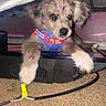 Bullett joined the competition — help win amazing prizes! puppy, dog, pet, harness, indoor, carpet, curious, cute, animal, electronic_device, wire, yellow_connector, under_furniture, brown, white_paws, speckled_coat, resting, close_up, young_dog, nose