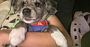 Bullett is registered to the contest to win money with this photo: puppy, dog, pet, person, arm, harness, blue_harness, indoor, close_up, cute, fluffy, crocs, footwear, purple_crocs, hand, casual_clothing, animal, resting, holding, dim_lighting