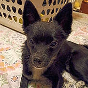 Shadow is registered to the contest to win money with this photo: animal, bed, black_dog, brown_eyes, closeup, cute, dog, floral_bedding, home, indoors, laundry_basket, pet, pointed_ears, portrait, puppy, short_fur, sitting, small_dog, snout, white_paws