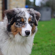 Shadow a rejoint le concours — aidez-le/la à gagner de superbes lots ! dog, puppy, australian_shepherd, blue_eyes, fluffy, fur, outdoor, grass, yard, animal, pet, canine, nature, blurred_background, cute, young_dog, mammal, portrait, side_view, calm