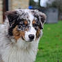 dog, puppy, australian_shepherd, blue_eyes, fluffy, fur, outdoor, grass, yard, animal, pet, canine, nature, blurred_background, cute, young_dog, mammal, portrait, side_view, calm