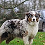 dog, australian_shepherd, merle_coat, grass, outdoor, tree, car, animal, pet, canine, fur, nature, parked_car, leaves, standing, alert, daylight, mammal, field, background_blur
