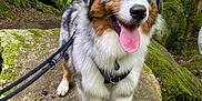 Shadow a rejoint le concours — aidez-le/la à gagner de superbes lots ! dog, australian_shepherd, forest, moss, rocks, leash, tongue_out, happy, outdoor, nature, trees, greenery, pet, canine, fur, animal, walking, adventure, scenery, wildlife