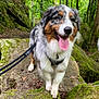 dog, australian_shepherd, forest, moss, rocks, leash, tongue_out, happy, outdoor, nature, trees, greenery, pet, canine, fur, animal, walking, adventure, scenery, wildlife