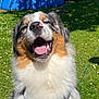 dog, australian_shepherd, happy, smiling, outdoor, grass, sunlight, tongue_out, pet, animal, summer, pool, trampoline, nature, canine, fluffy, playful, leisure, garden, daytime