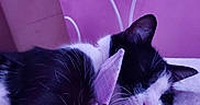 Gregoriah joined the competition — help win amazing prizes! cat, black_and_white, sleeping, napping, pet, animal, whiskers, pink_nose, fur, tuxedo_cat, ribbon, bed, indoors, cozy, close_up, portrait, resting, purple_lighting, relaxed, cute
