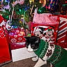 cat, christmas, christmas_tree, holiday, sweater, festive, gifts, presents, gift_bags, wrapping_paper, ornaments, string_lights, mickey_mouse, minnie_mouse, indoors, floor, black_and_white_cat, pet, sitting, portrait